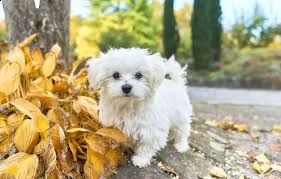 bellissimi cuccioli di maltese | Foto 0
