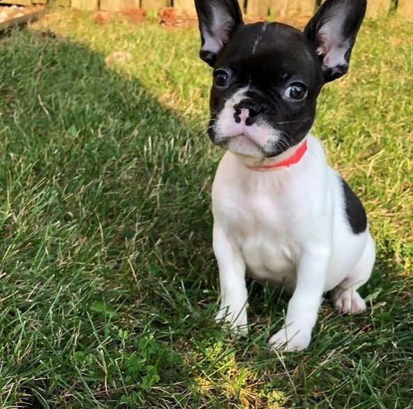 cuccioli di bulldog francese per l'adozione