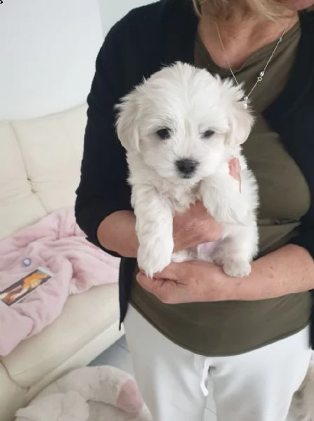 vendo bellissimi e adorabili cuccioli di maltese. | Foto 0