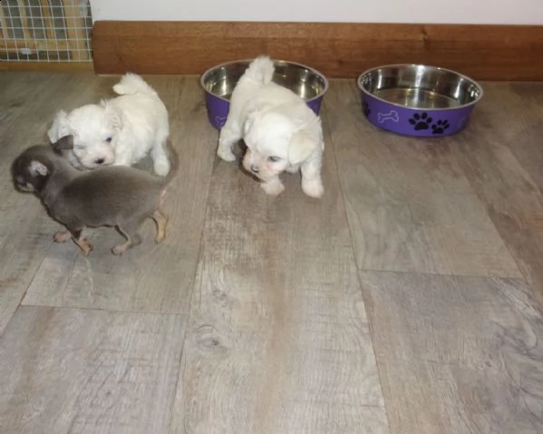 bellissimi e fantastici cuccioli di maltese pronti per partire