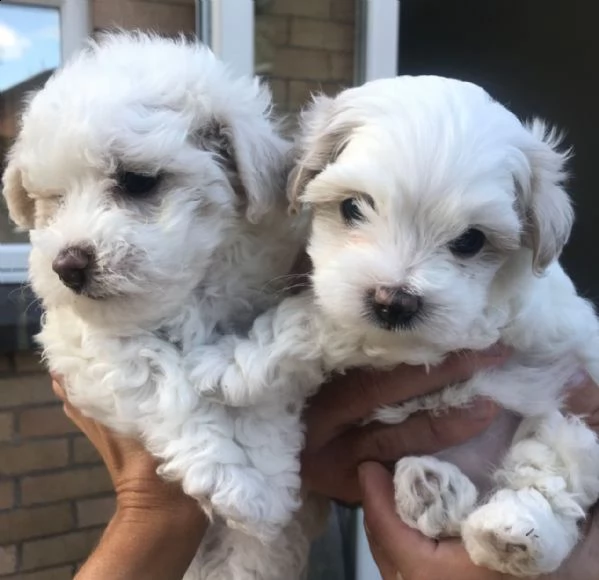 bellissimi e fantastici cuccioli di maltese pronti per partire | Foto 1