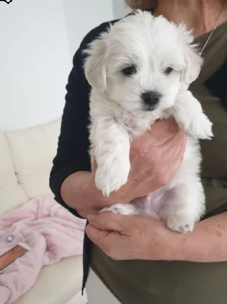 bellissimi e meravigliosi cuccioli di maltese disponibili per essere al mercato. | Foto 1