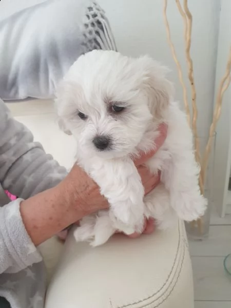 bellissimi e meravigliosi cuccioli di maltese disponibili per essere al mercato.