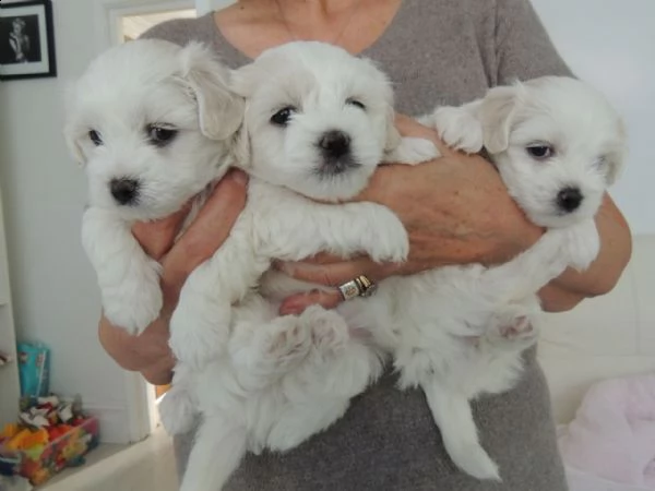 bellissimi e meravigliosi cuccioli di maltese disponibili per essere al mercato. | Foto 0