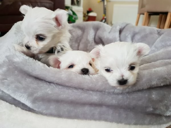 vendo splendidi cuccioli maltesi | Foto 1