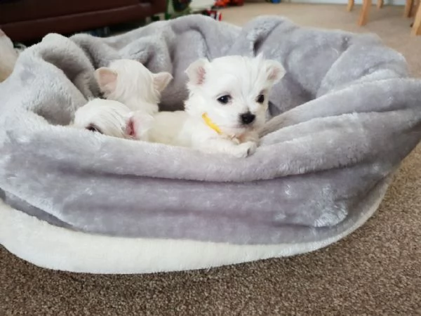 vendo splendidi cuccioli maltesi | Foto 0