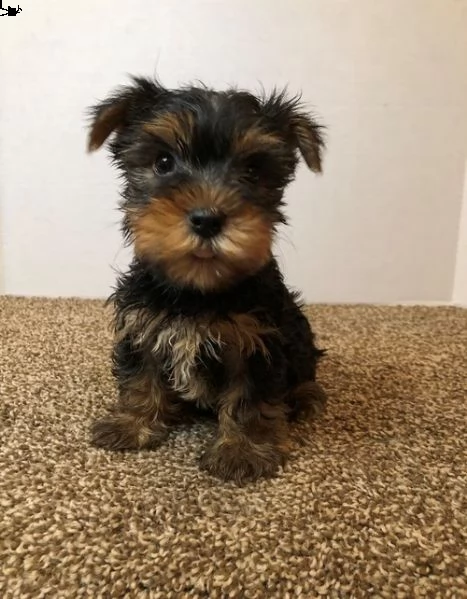 vendo bellissimi e adorabili cuccioli di yorkshire terrier. | Foto 1