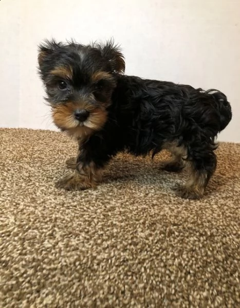 vendo bellissimi e adorabili cuccioli di yorkshire terrier. | Foto 0