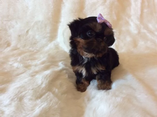 vendo bellissimi e adorabili cuccioli di yorkshire terrier.