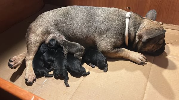 cuccioli bulldog francese