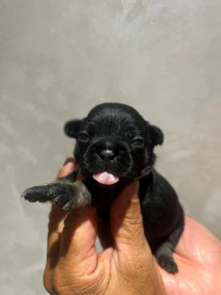 cuccioli bulldog francese | Foto 3