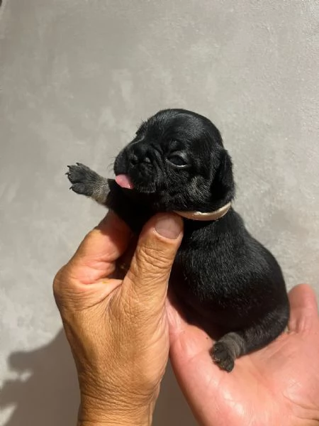 cuccioli bulldog francese | Foto 2