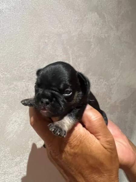 CUCCIOLI BULLDOG FRANCESE | Foto 6