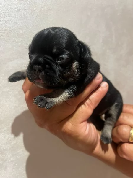 CUCCIOLI BULLDOG FRANCESE | Foto 3