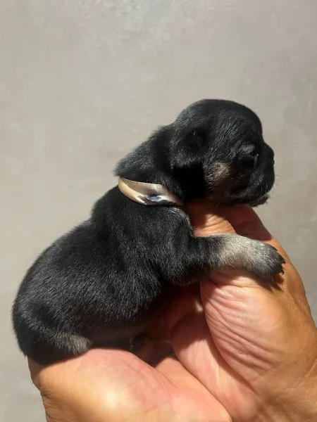 CUCCIOLI BULLDOG FRANCESE | Foto 2