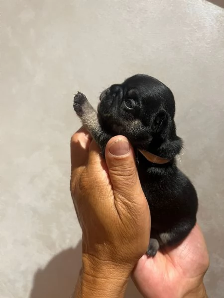 CUCCIOLI BULLDOG FRANCESE | Foto 1
