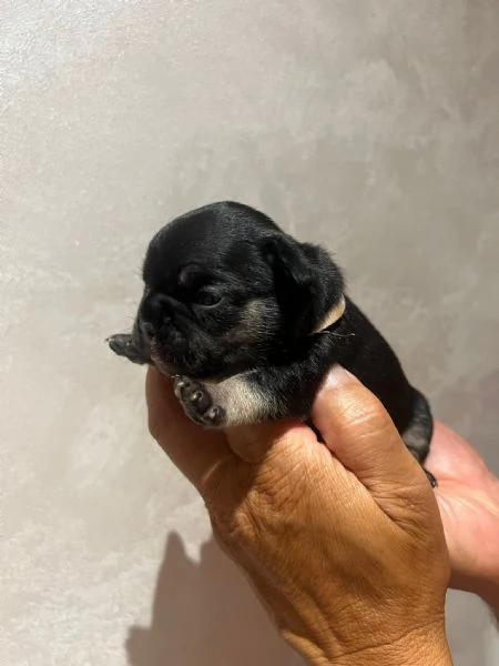 CUCCIOLI BULLDOG FRANCESE | Foto 0