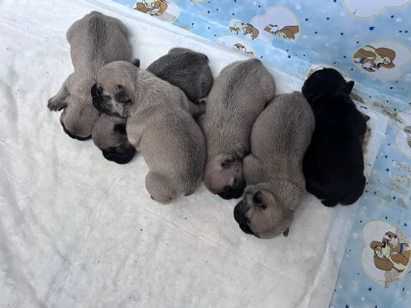 bulldogg francese cuccioli