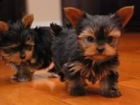 bellissimi cuccioli di yorkie in adozione