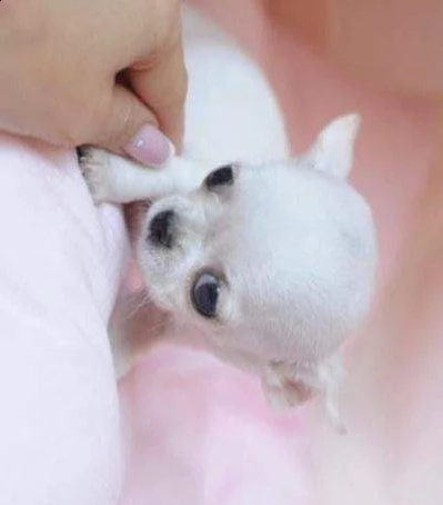 chihauhau  mini