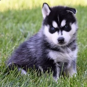 due adorabili husky maschi e femmine | Foto 2