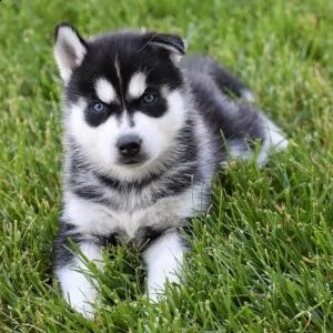 due adorabili husky maschi e femmine | Foto 1