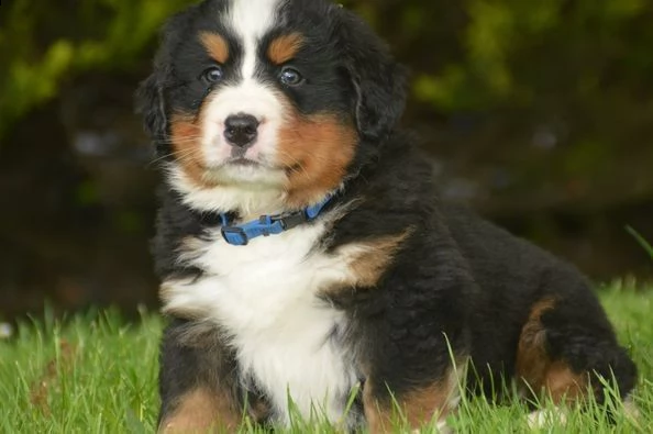 splendida cucciolata di bovaro del bernese | Foto 0