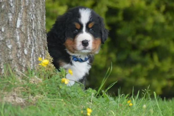 splendida cucciolata di bovaro del bernese