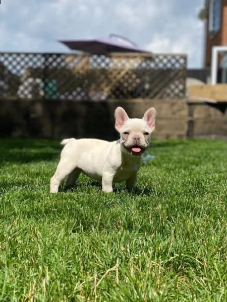 bouledogue francese dispone