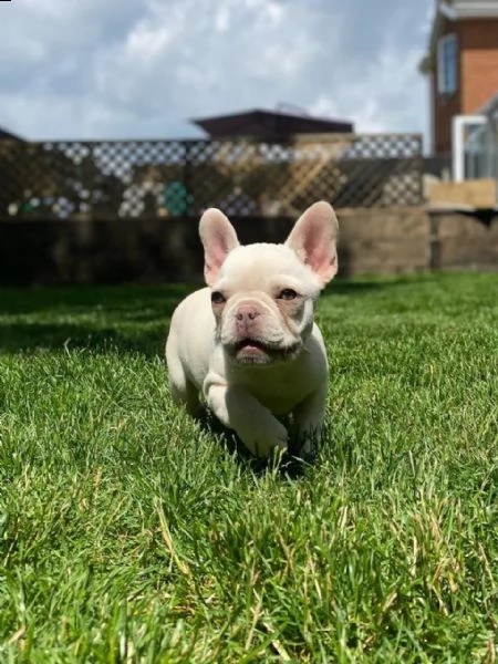 bouledogue francese dispone | Foto 0