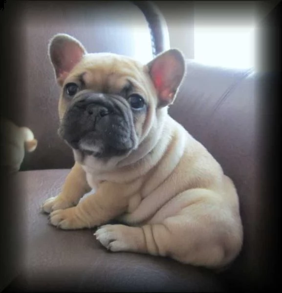 cuccioli frances bulldog..... | Foto 0