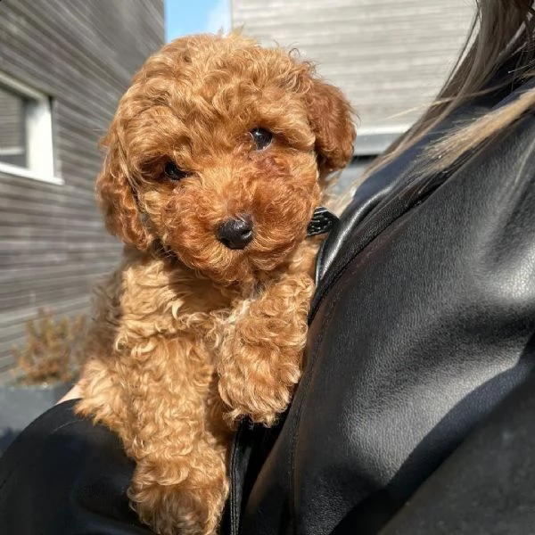 regalo barboncino toy...... | Foto 0