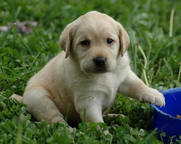 regalo labrado  | Foto 0
