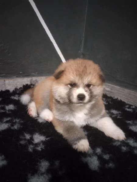 Ultimo cucciolo di Akita disponibile | Foto 1