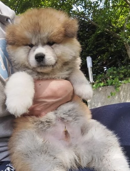 Ultimo cucciolo di Akita disponibile | Foto 0