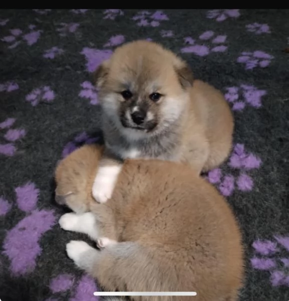 Cuccioli di Akita | Foto 3