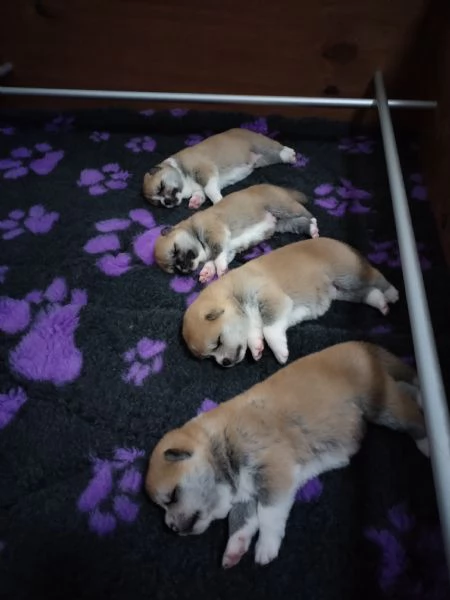 Cuccioli di Akita | Foto 2