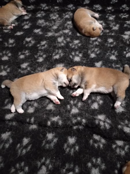 Cuccioli di Akita | Foto 1