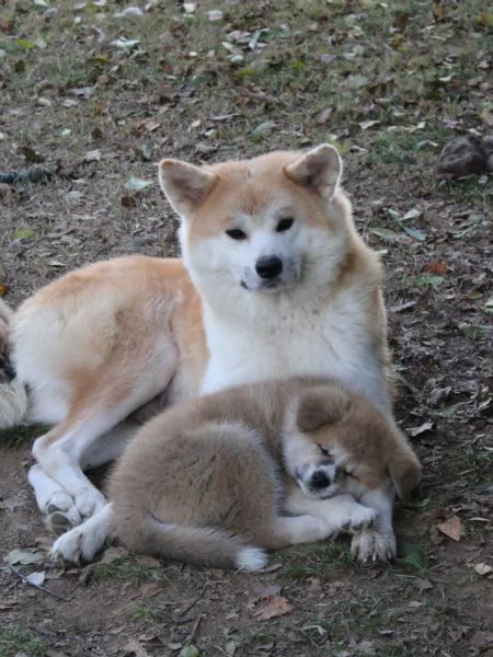 Cuccioli di Akita