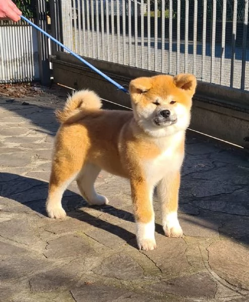 Cuccioli di AKITA | Foto 3