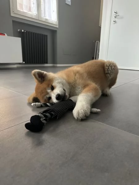 Cuccioli di AKITA | Foto 2