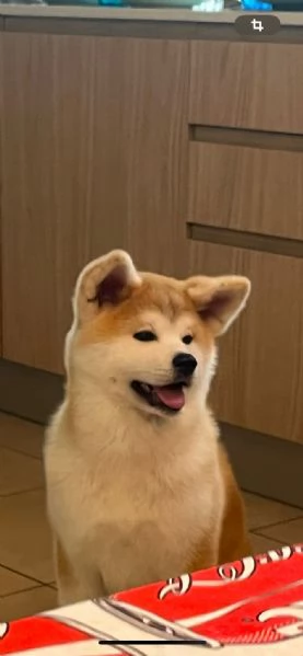 Cuccioli di AKITA | Foto 1
