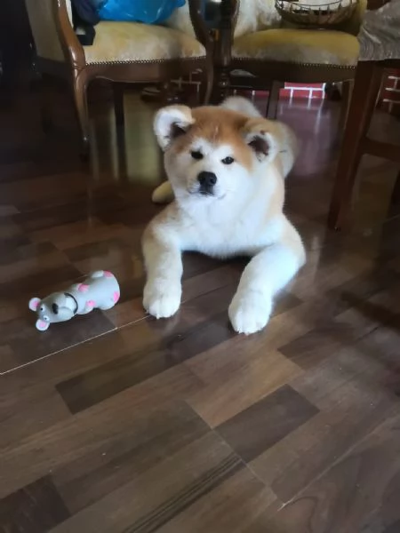 Cuccioli di AKITA | Foto 0