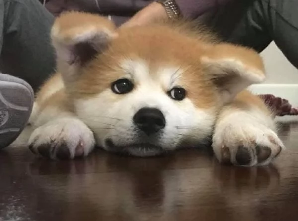 Cuccioli di AKITA