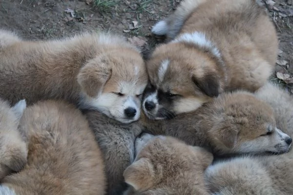 Cuccioli di Akita | Foto 4