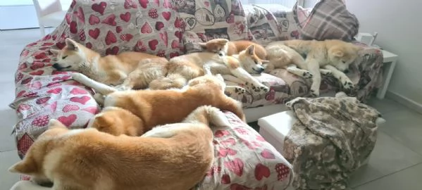 Cuccioli di Akita | Foto 1