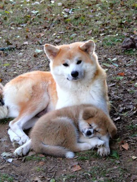 Cuccioli di AKITA INU | Foto 3