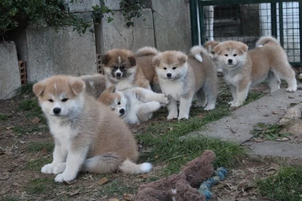 Cuccioli di AKITA INU