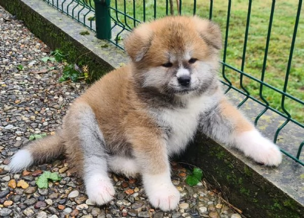 Cuccioli di AKITA INU | Foto 0
