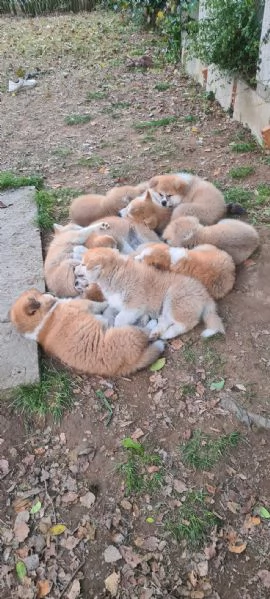 CUCCIOLI DI AKITA | Foto 1